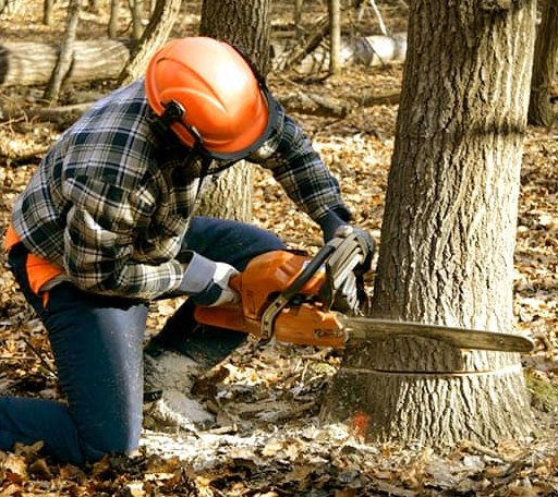 Tree Removal in Wellington, UT